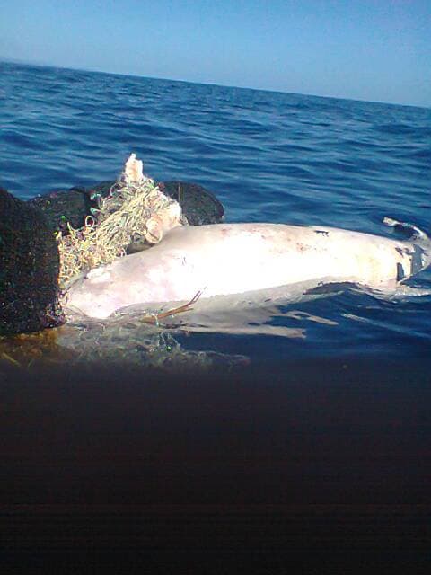 What are the real costs of PMIZ?