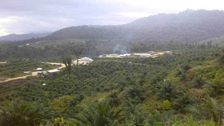 Dirty SABL Palm Oil to hit the International Market