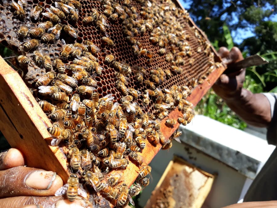 Foreign owned mining companies not good corporate citizens