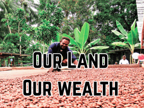 Our Land, Our Wealth: Cocoa's Golden Jubilee Lesson for Papua New Guinea