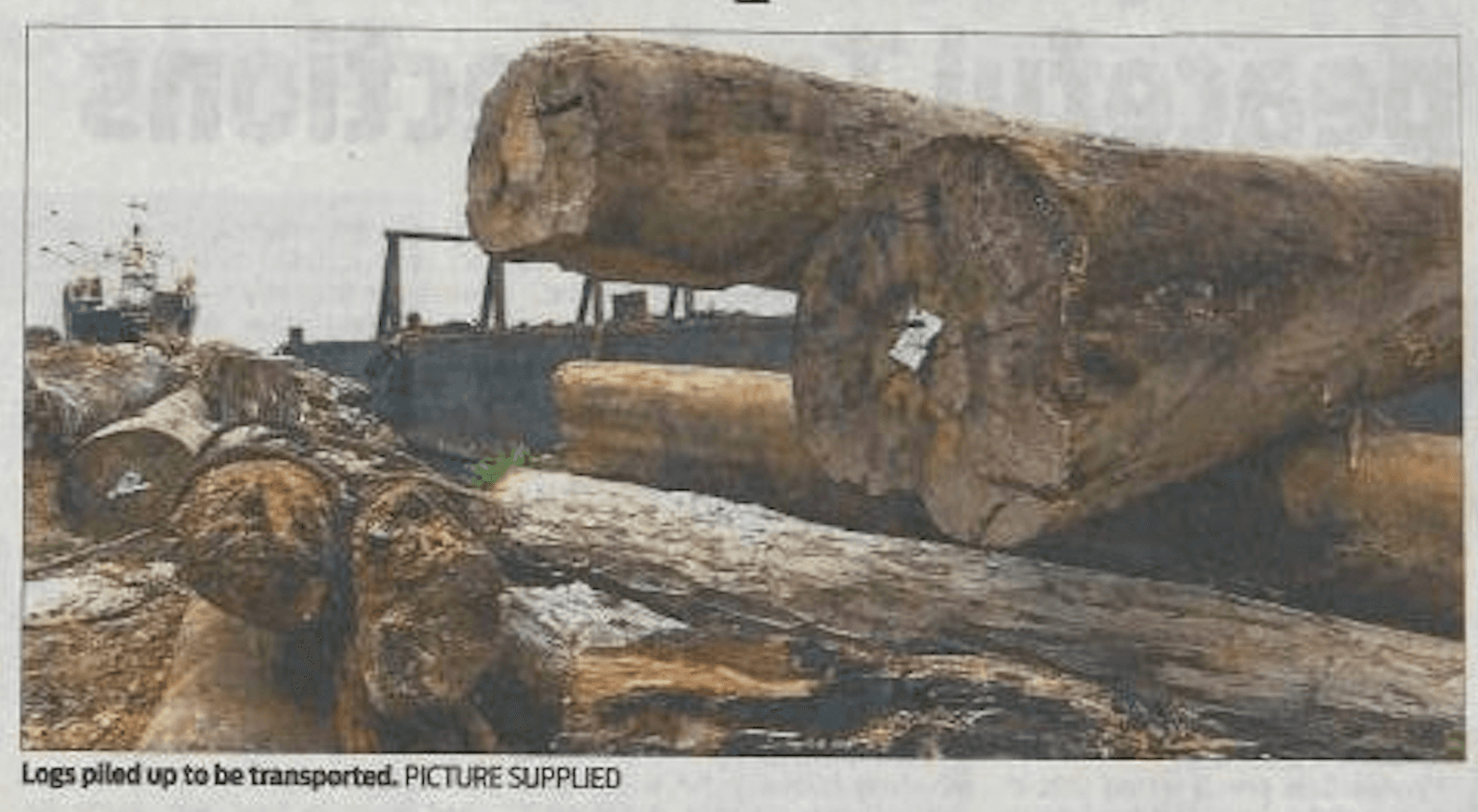 Large logs piled waiting for export