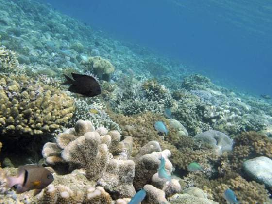 Scientists warn over coming era of deep sea mining