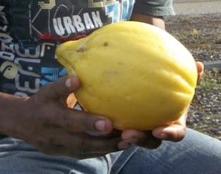 Only on Bougainville: A rather large sour treat