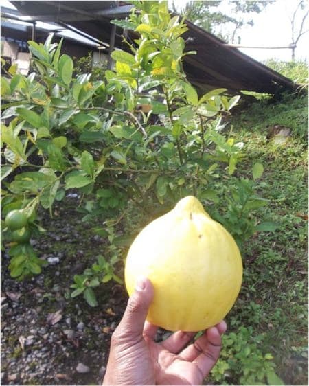 Only on Bougainville: A rather large sour treat