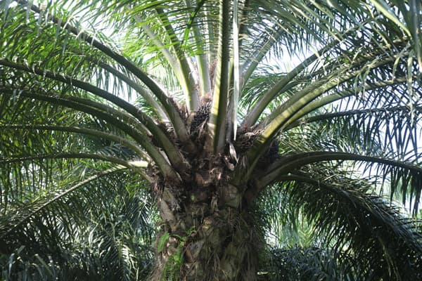 Malaysian palm oil giant losses PNG case, plantations declared illegal