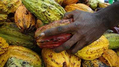 On the rise: Morobe's people driven cooperatives