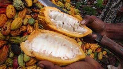 On the rise: Morobe's people driven cooperatives