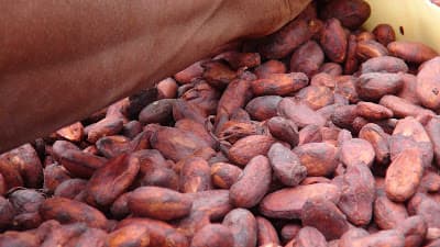 On the rise: Morobe's people driven cooperatives