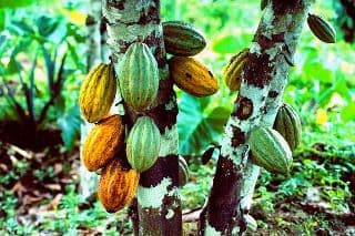 Bougainville government 'too concerned with mining and neglecting agriculture'