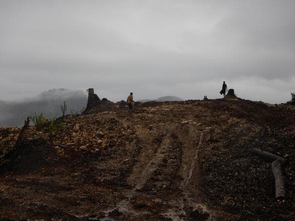 Papua New Guinea must not renew license to deforest due to legal irregularities, social and environmental harm
