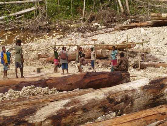 Stop the illegal logging 