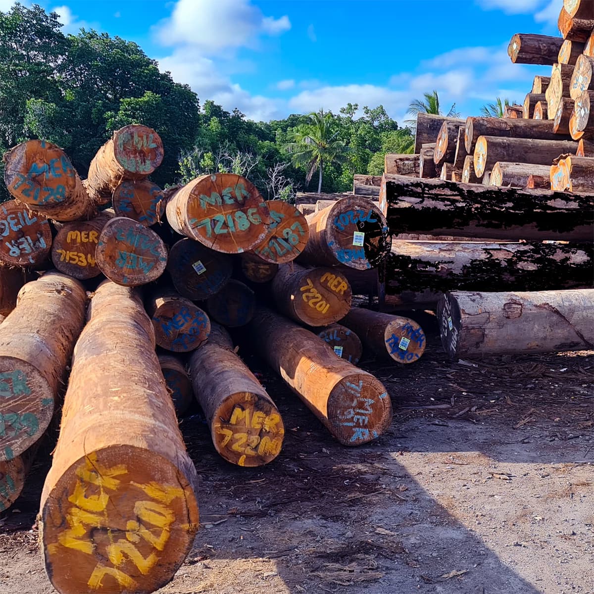 Lack of reliable log export data will undermine PM at COP30