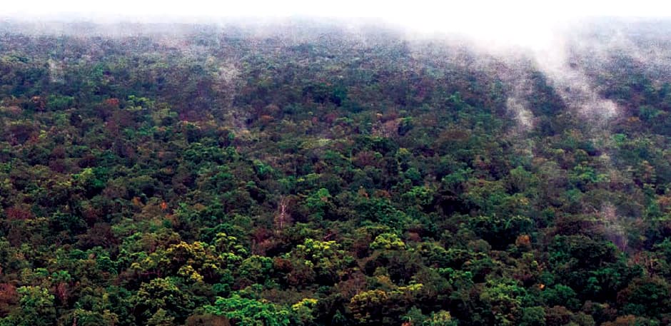 Losing Papua New Guinea's rainforest