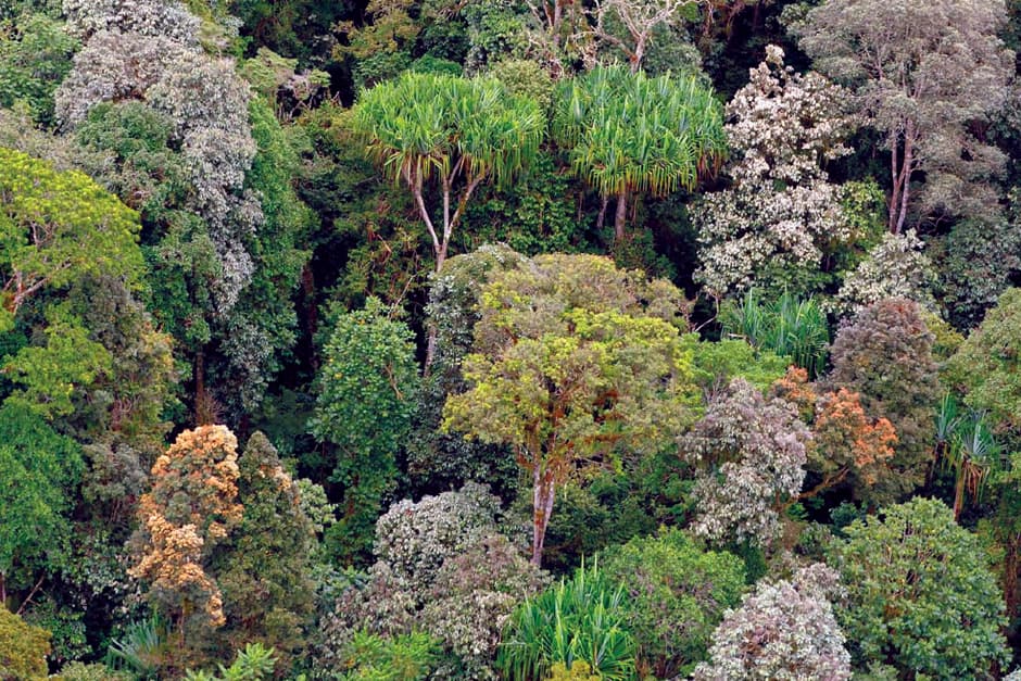 Losing Papua New Guinea's rainforest