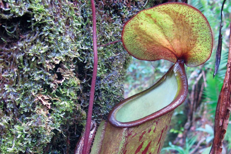 Losing Papua New Guinea's rainforest