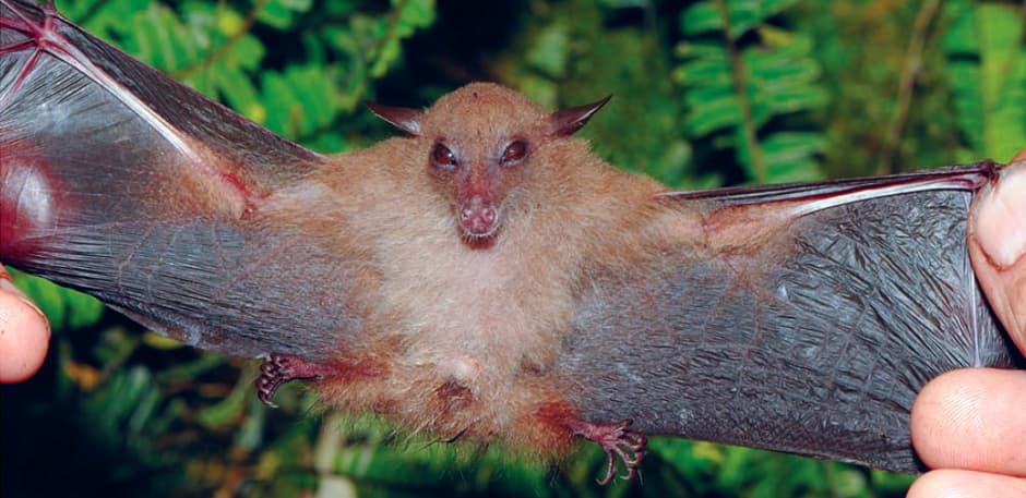 Losing Papua New Guinea's rainforest