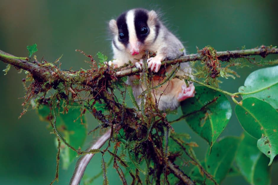 Losing Papua New Guinea's rainforest