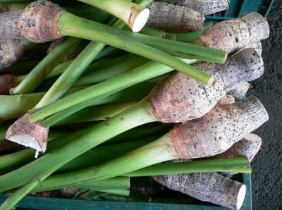 Indigenous foods for a healthy Pacific