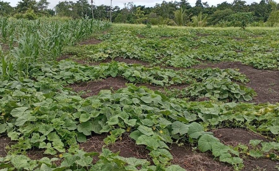 Cucumbers and corn growing in a field