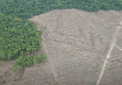 Damning Oro forest report released