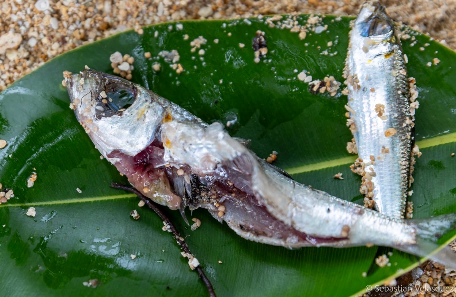 Some fish have turned up with discolored flesh. Government authorities have warned New Irelanders not to eat fish from the island’s east coast until the cause of the problems can be identified. Image ©Sebastian Velasquez.