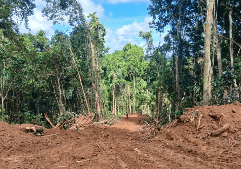 Environmental damage caused by logging