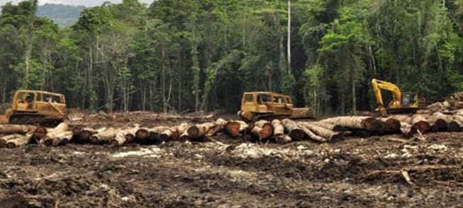 Logging on SABL to stop soon?