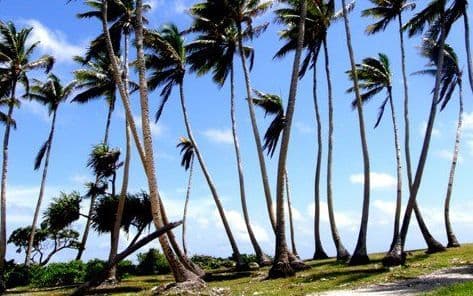 Academic calls for Pacific leaders to ease on development