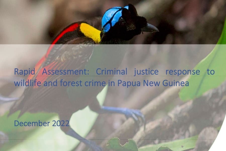 UN says widespread forest crime not being addressed in Papua New Guinea