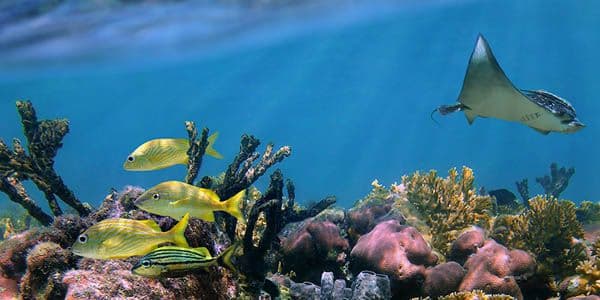 Help save the oceans of Papua New Guinea from Seabed Mining