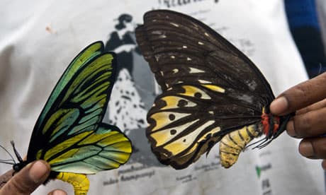 World's Largest Butterfly Disappearing From Papua New Guinea Rainforests