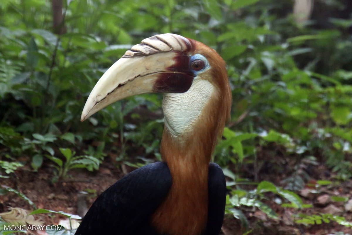 Governor rails against ‘bioterrorists,’ ‘carbon cowboys’ destroying PNG’s forests