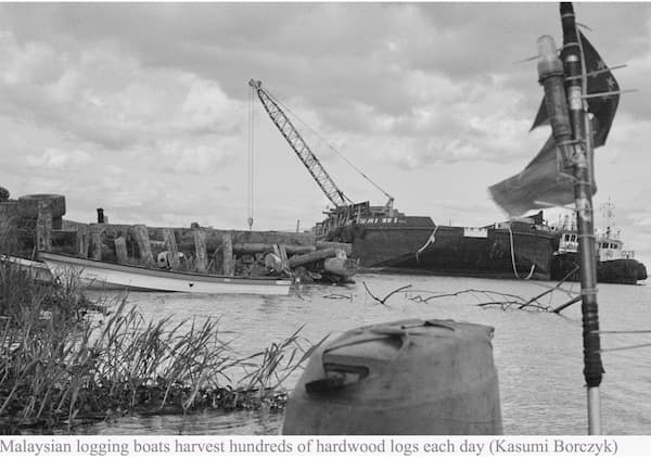 The battle against ‘environmental terrorists’ destroying PNG