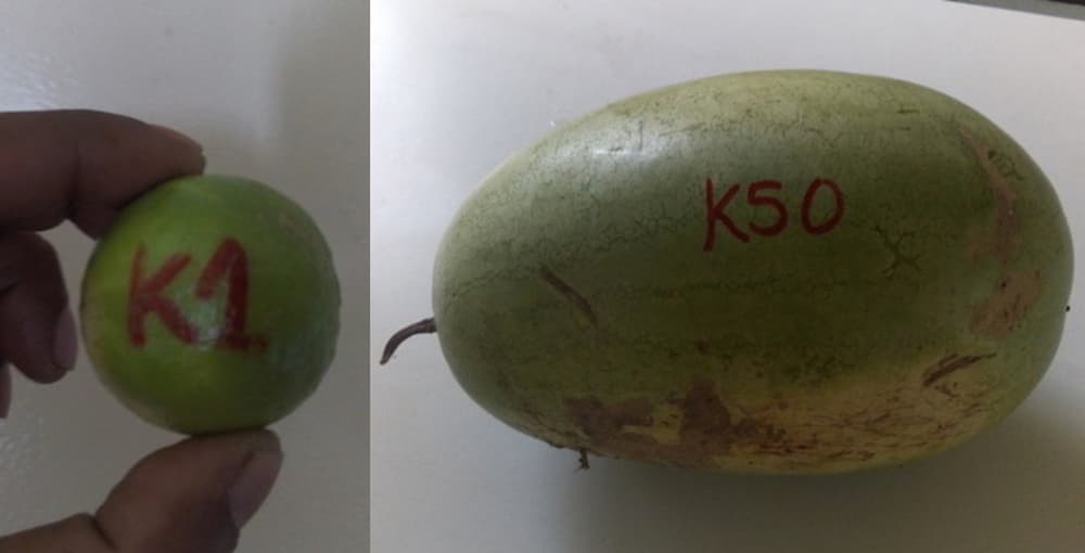 COVID-19 Reinforces the Value of Customary Land in PNG