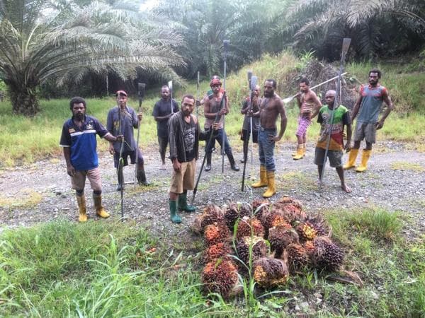 The Plight Of PNG's Oil Palm Workers