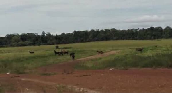 The Protection of the Customary Rights of the Sausso People