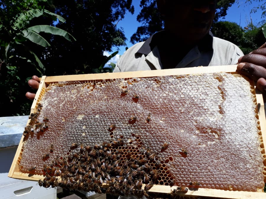 Bring back the agriculture extension services