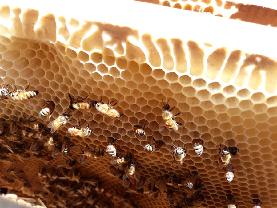 Bring back the agriculture extension services