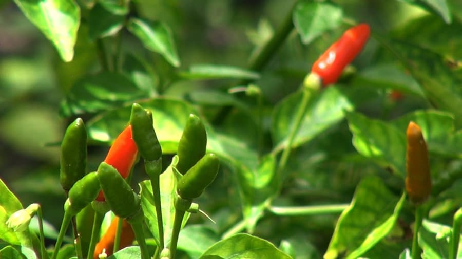 Bring back the agriculture extension services