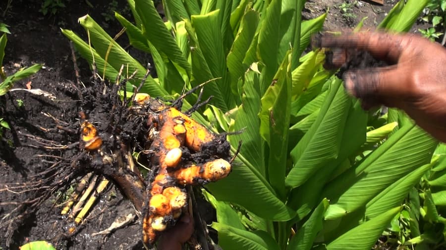 Bring back the agriculture extension services