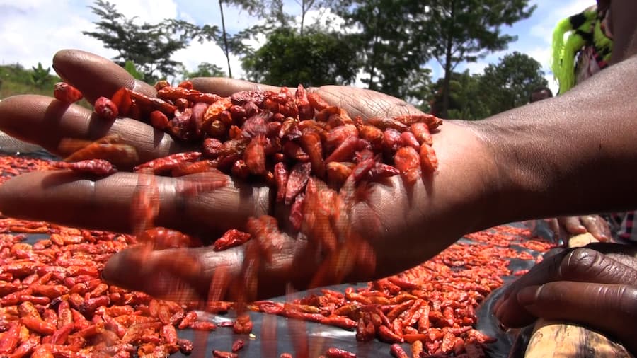 Bring back the agriculture extension services