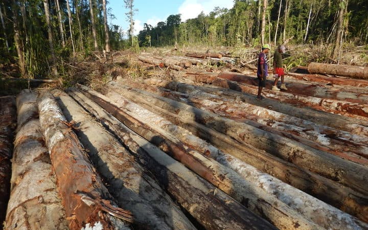 US retail one end of supply chain for illegal PNG logs
