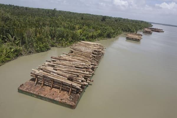 Putting a halt to the great timber heist in Papua New Guinea