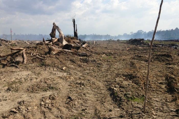 PNG in no rush to crack down on Asian logging giants