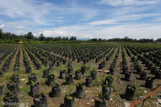 Second largest palm oil producer in Indonesia commits to zero deforestation