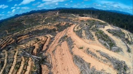 Indonesia's second biggest palm oil company stops clearing of rain forests