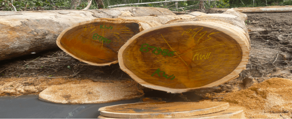 Customary Landowners interested in timber processing on SABL debated land