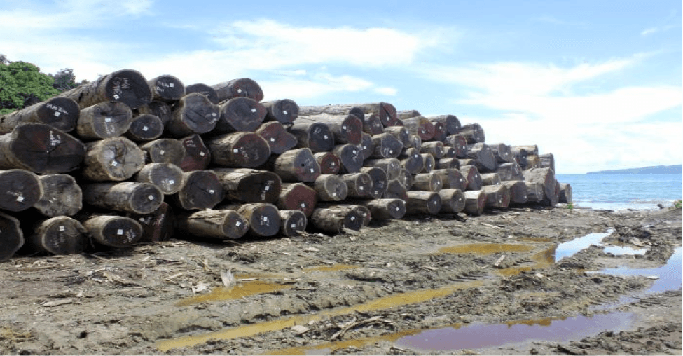 logging & oil palm operations in Tring village of Turubu in East Sepik Province: destructive and illegal