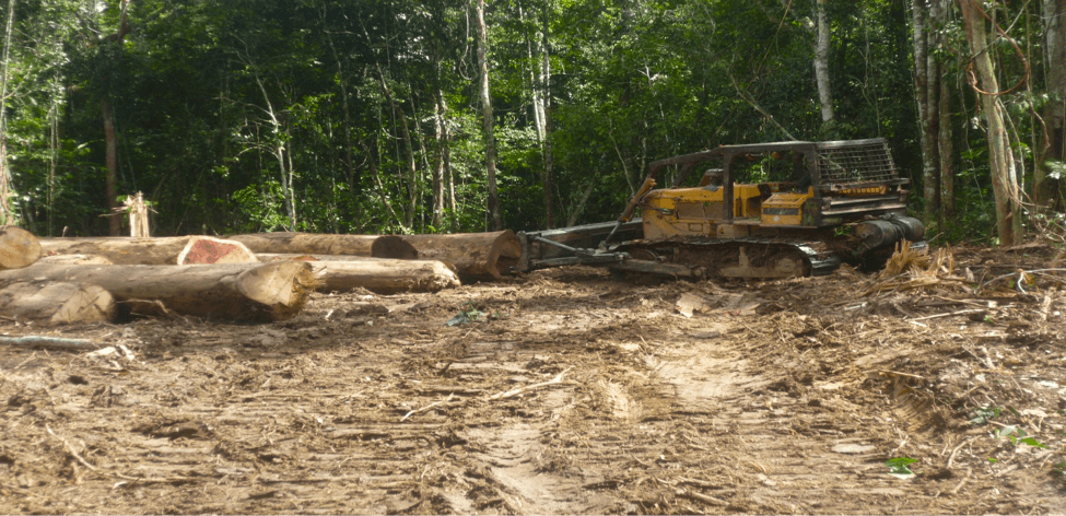 logging & oil palm operations in Tring village of Turubu in East Sepik Province: destructive and illegal