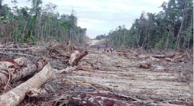 People and forests of Papua New Guinea under threat: the government’s failed response to the largest land grab in modern history